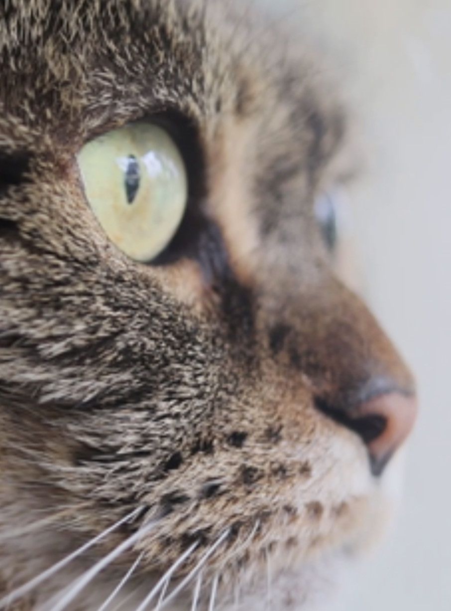 Poster of the movie Cat