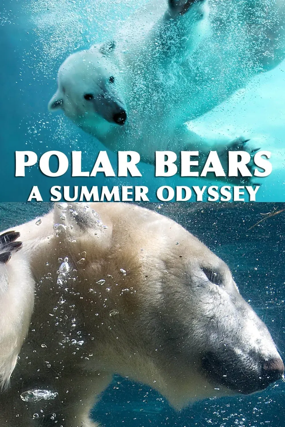 Poster of the movie Polar Bears: A Summer Odyssey