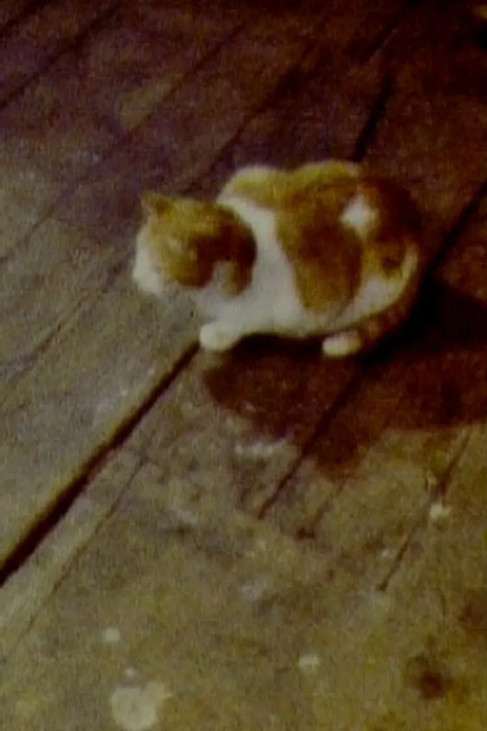 Poster of the movie Cat