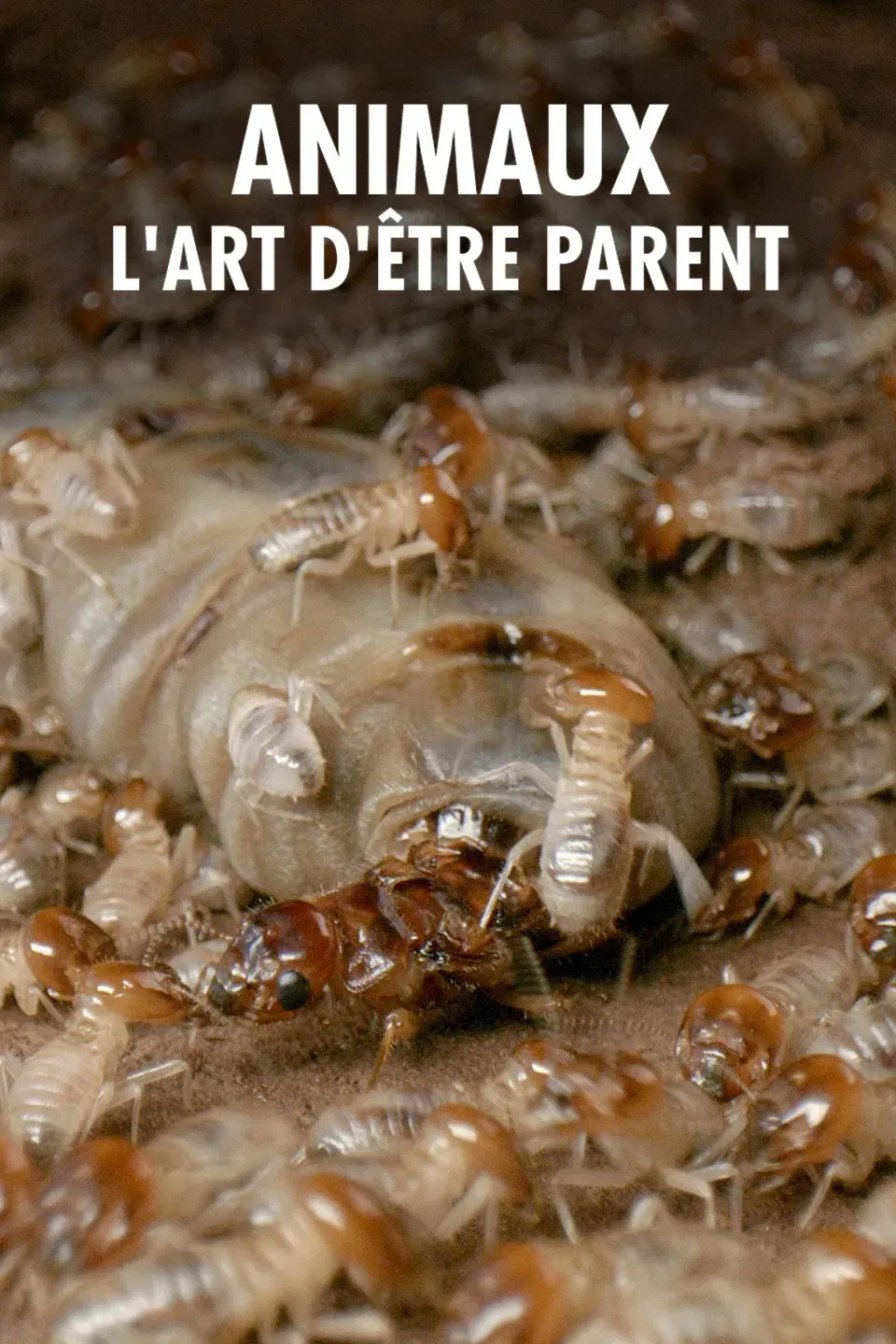 Poster of Wilde Eltern