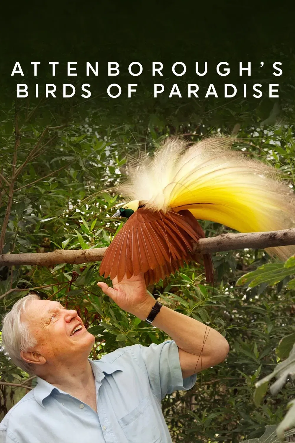 Poster of the movie Birds of Paradise