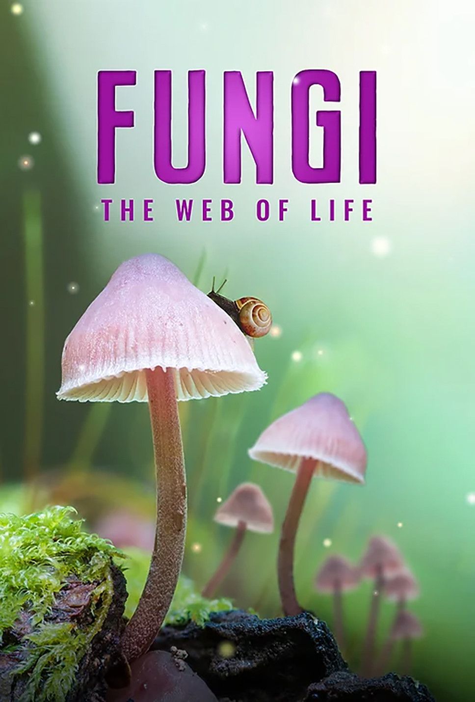 Poster of the movie Fungi: The Web of Life