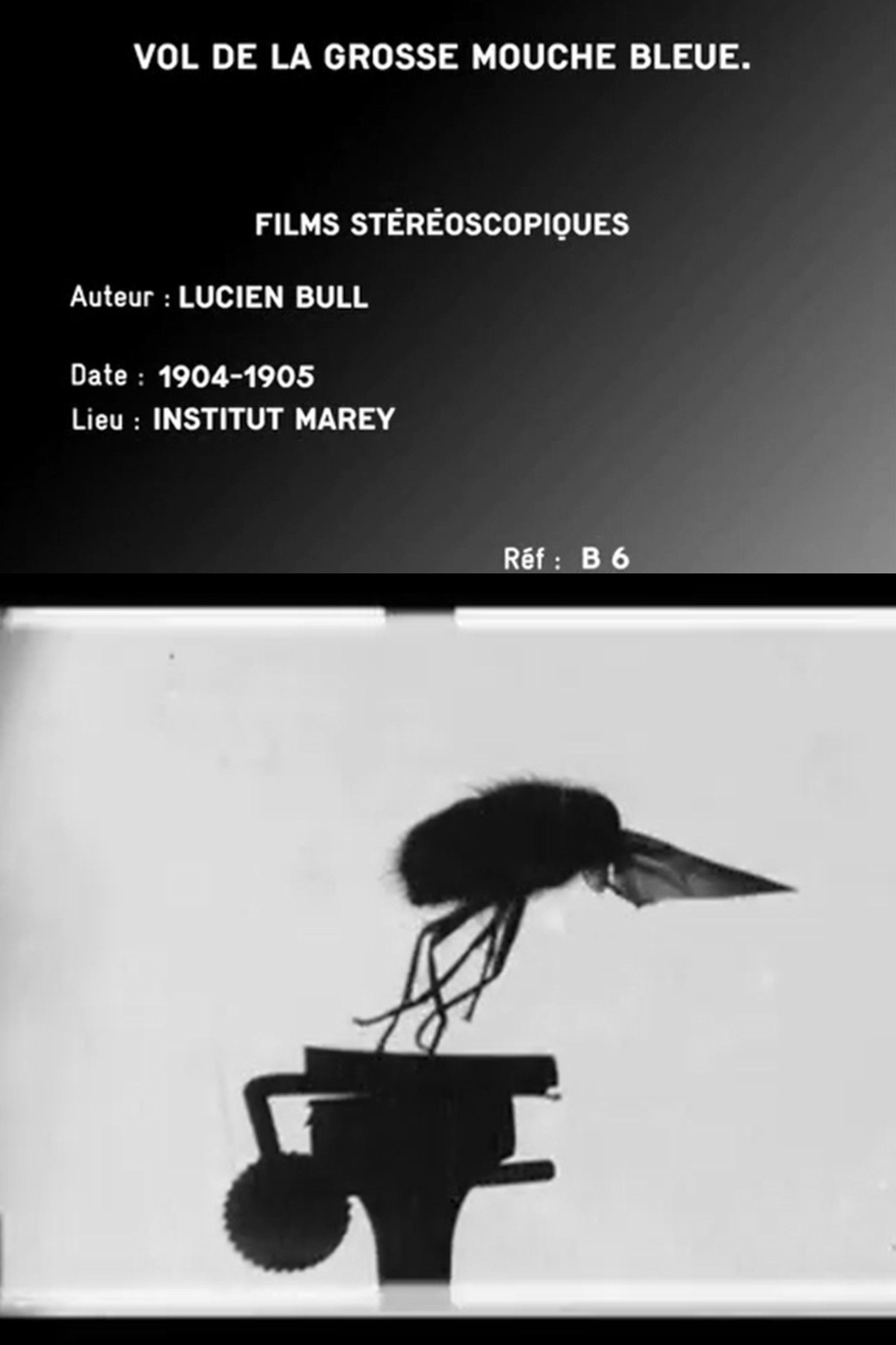 Poster of the movie Flight of the Large Blue Fly