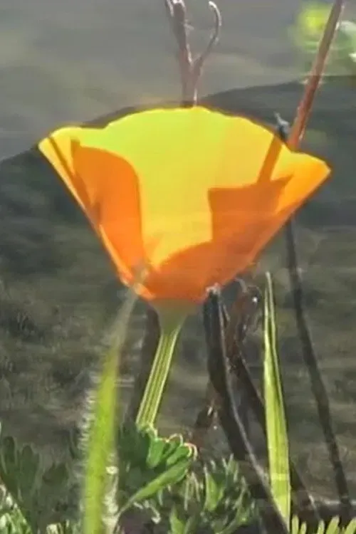 Poster for Jamboree Journey