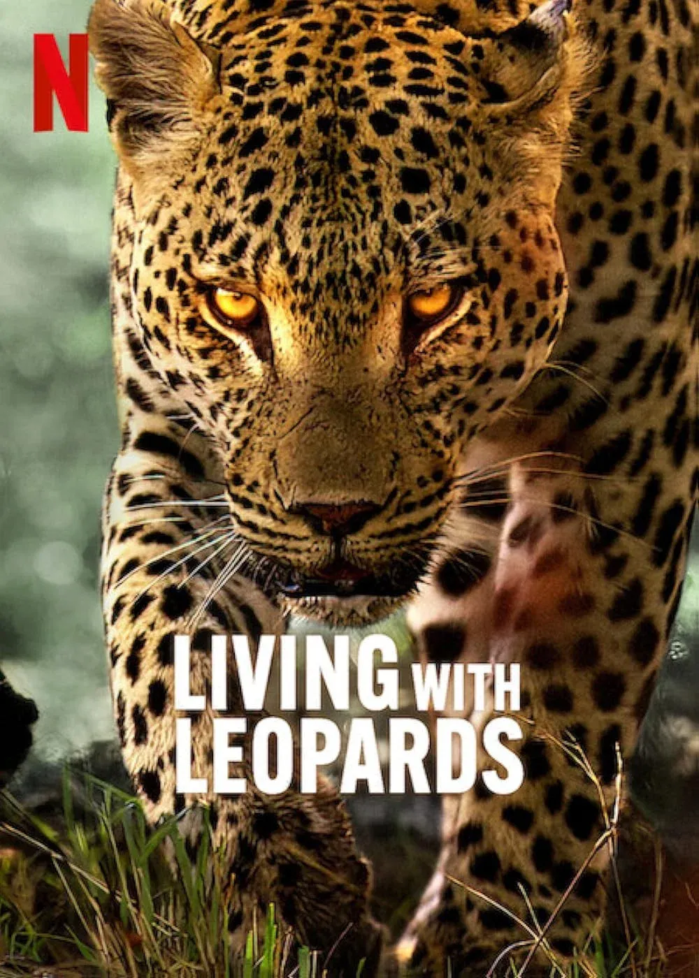Poster of the movie Living with Leopards