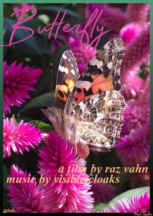 Poster for Butterfly
