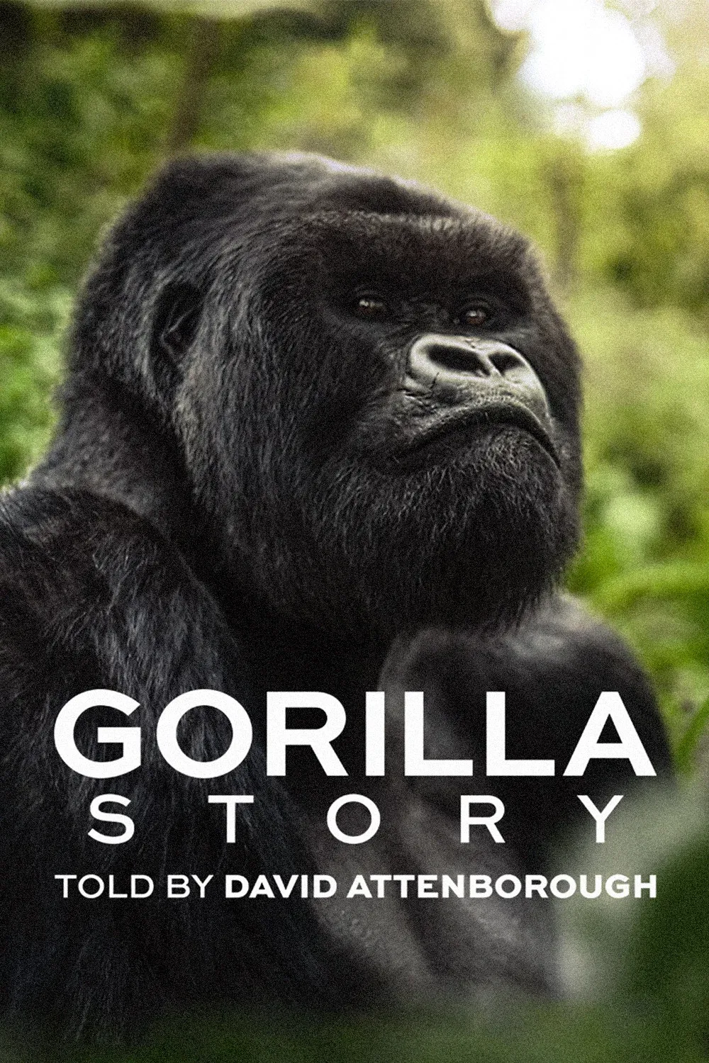 Poster of the movie A Gorilla Story: Told by David Attenborough