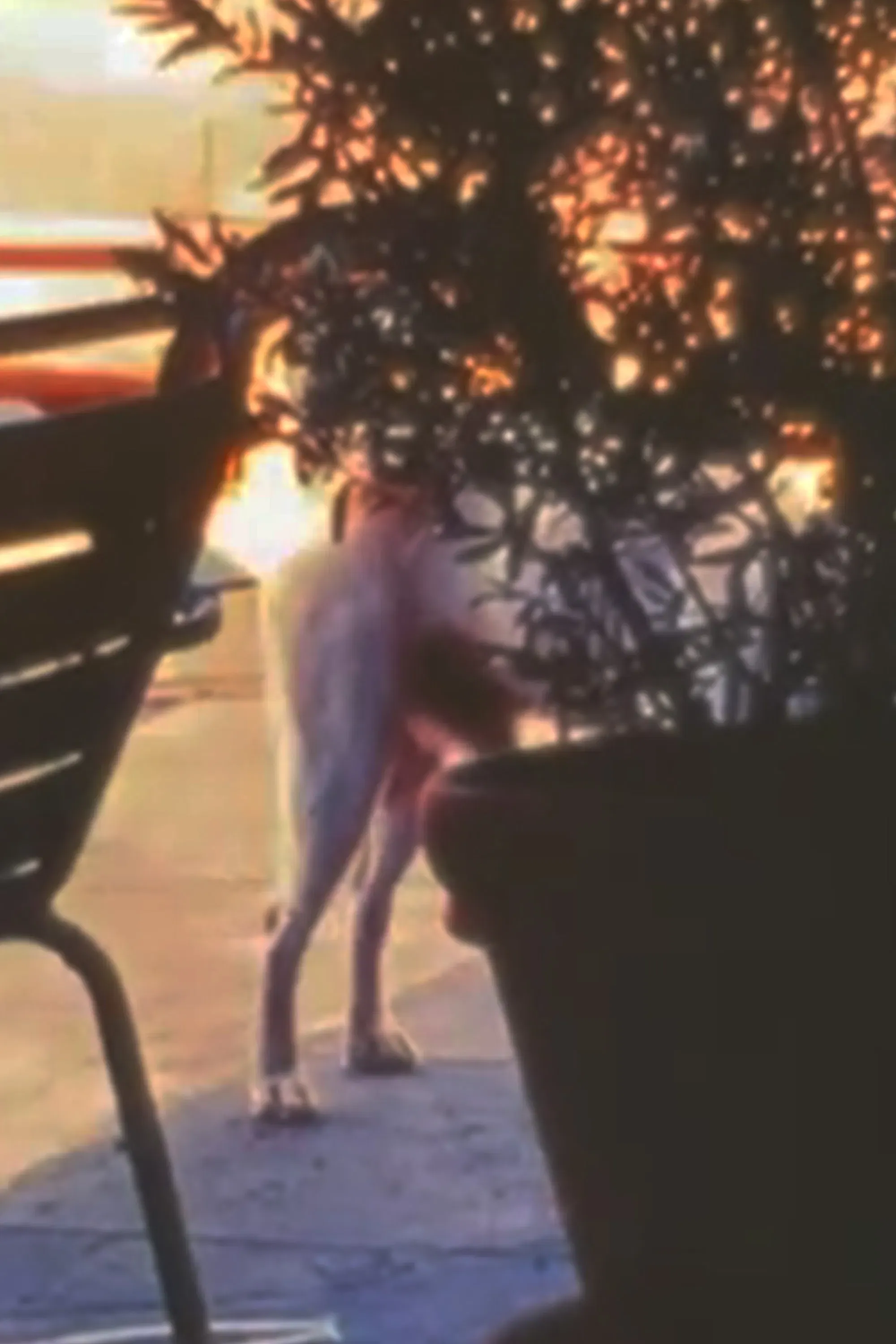 Poster of the movie WDD/CHL