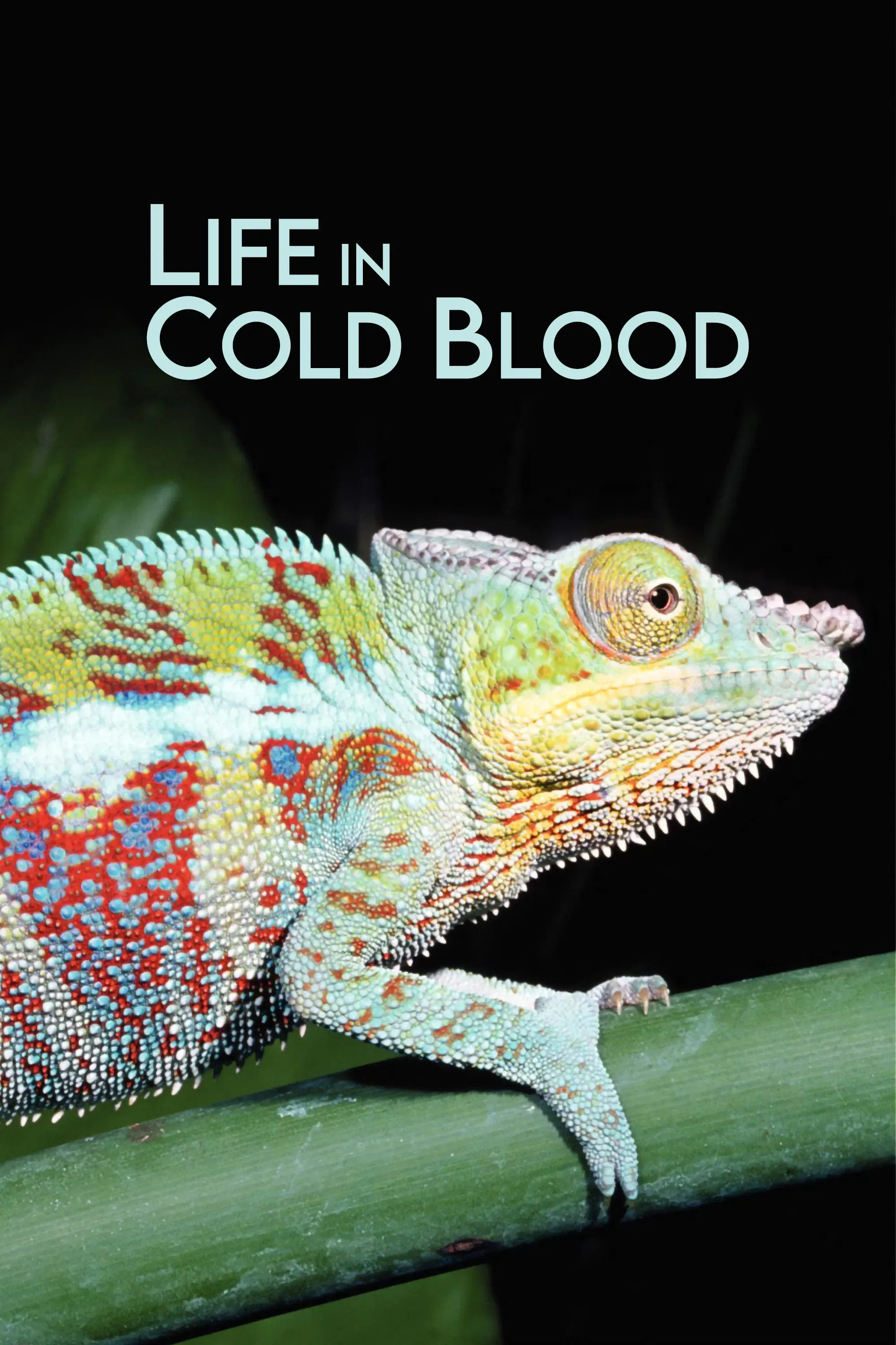 Poster of Life in Cold Blood