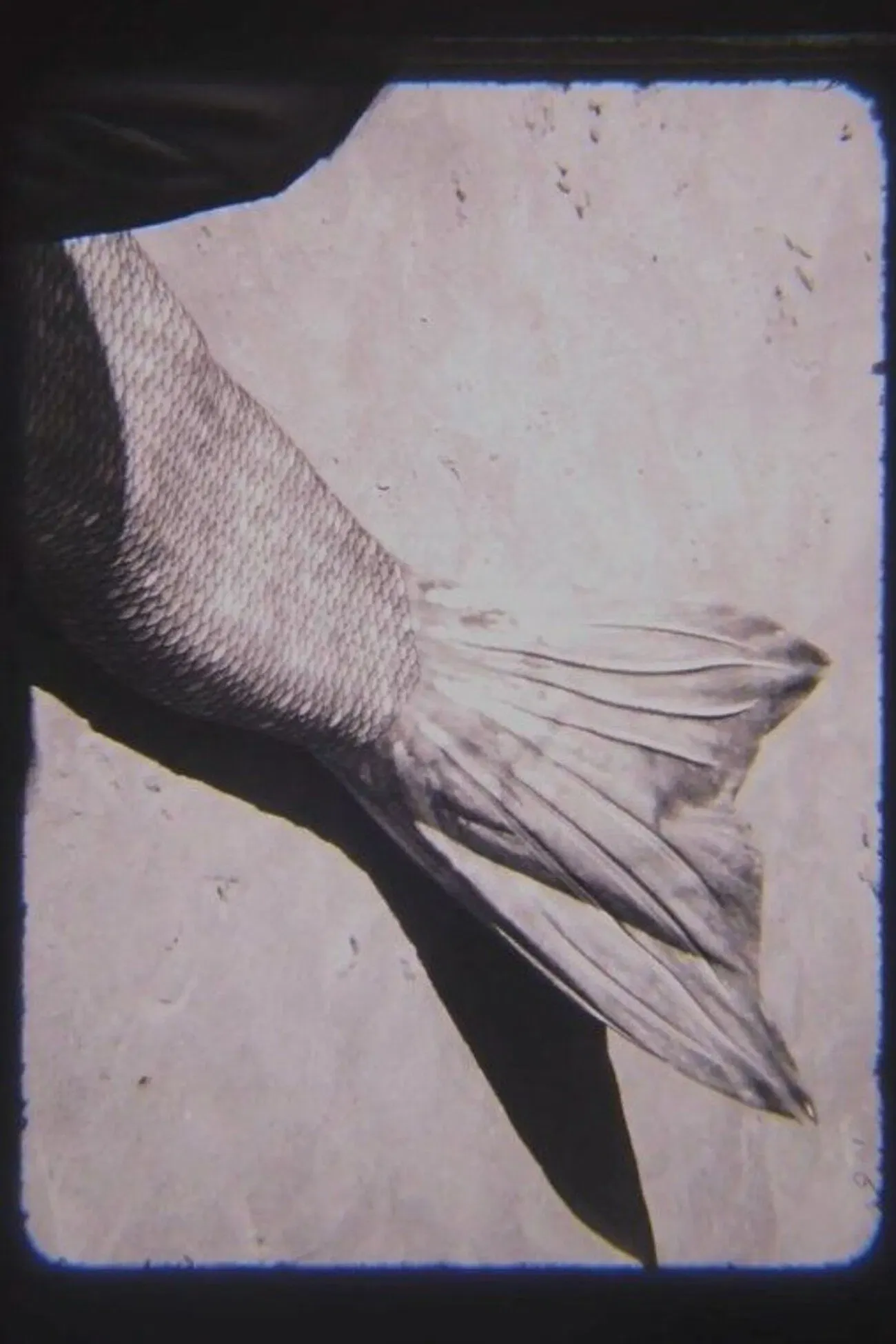 Poster of the movie MER