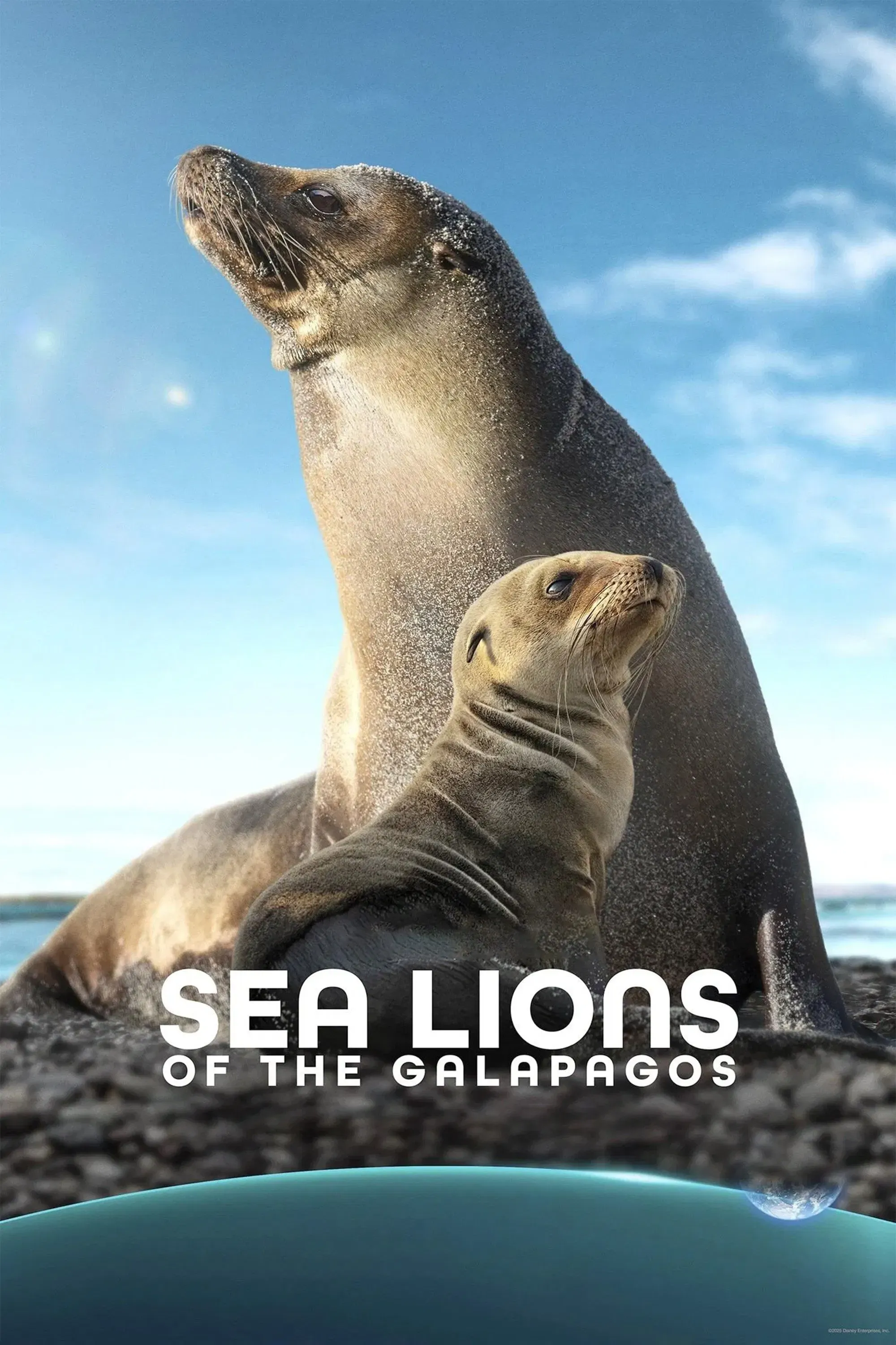 Poster of the movie Sea Lions of the Galapagos