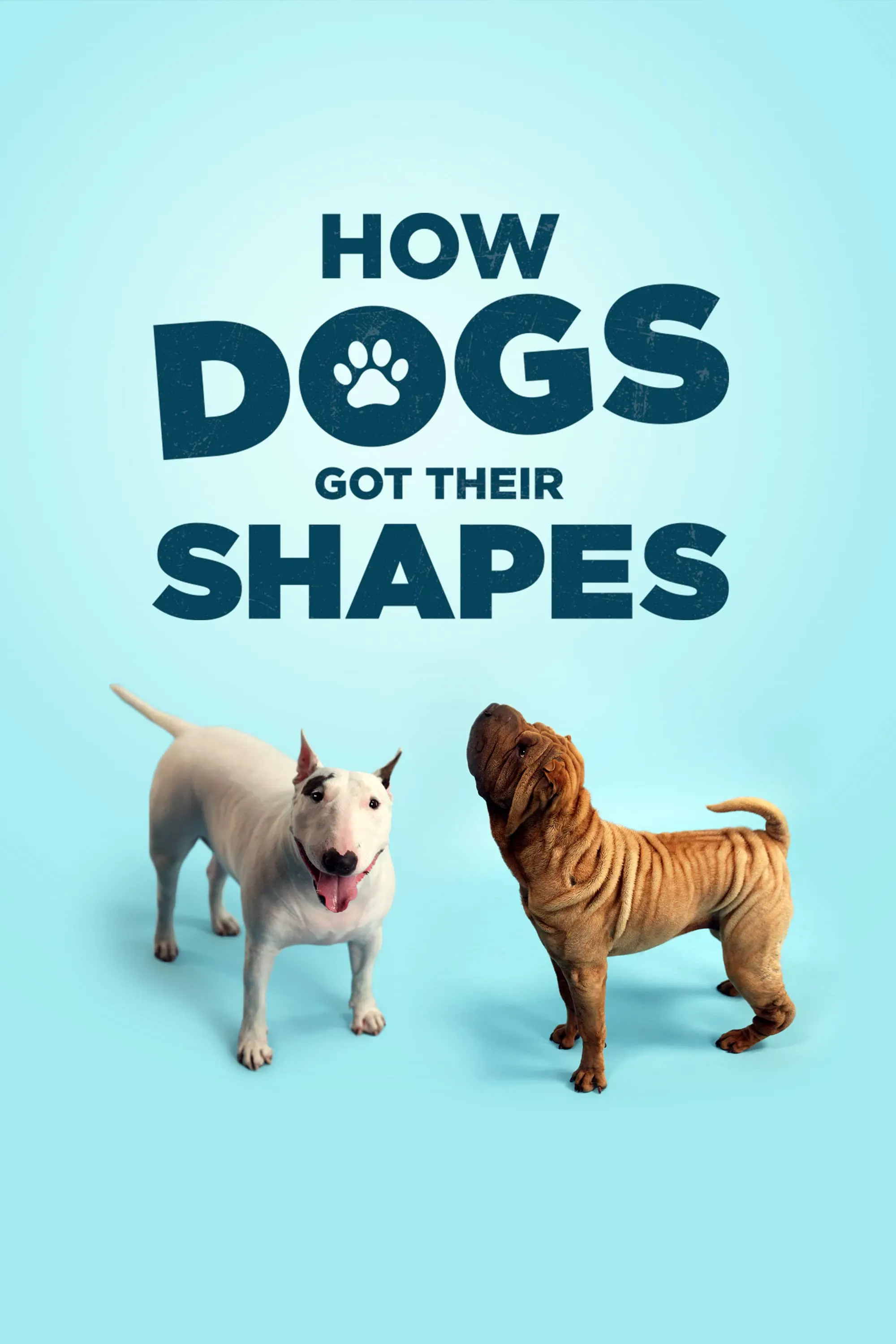 Poster of the movie How Dogs Got Their Shapes