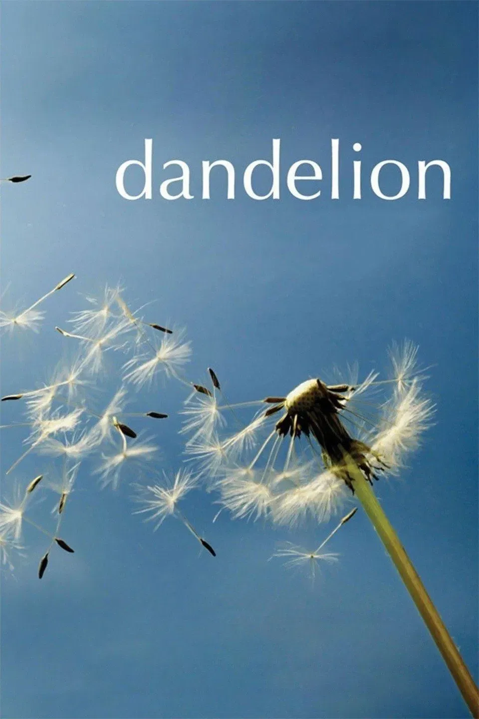 Poster of the movie Dandelion