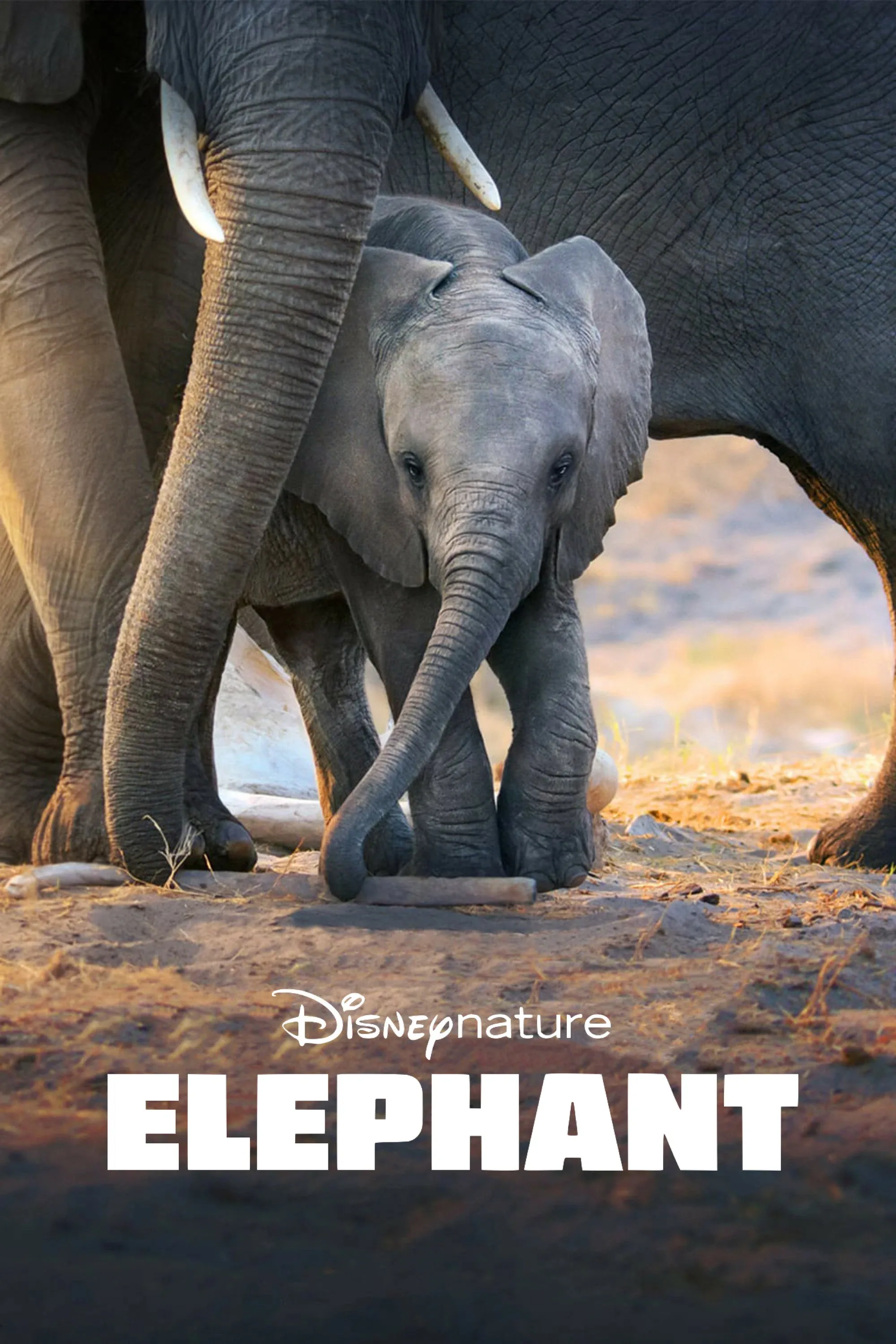 Poster of the movie Elephant
