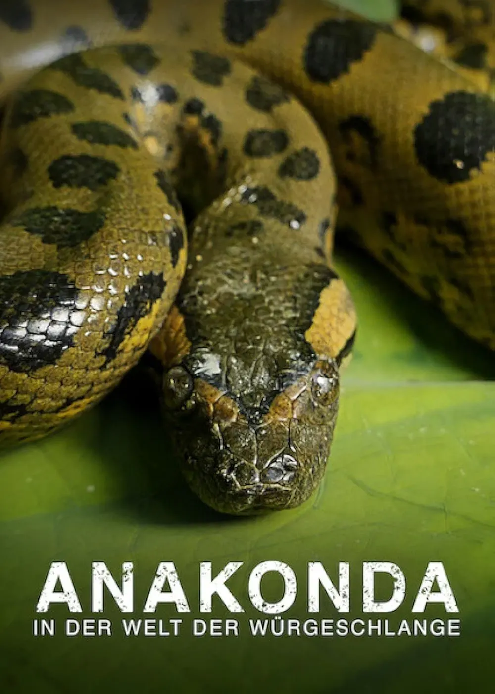 Poster of the movie Anaconda: Silent Killer