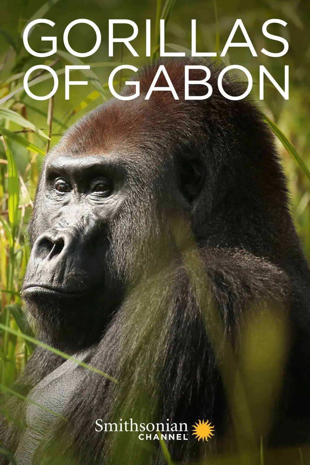 Poster of the movie Gorillas of Gabon