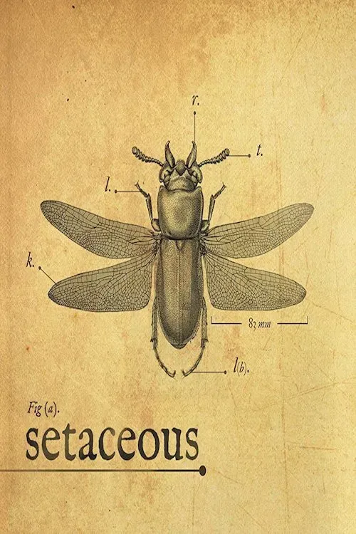 Poster of the movie Setaceous