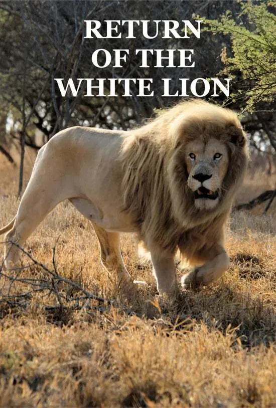 Poster of the movie Return of the White Lion