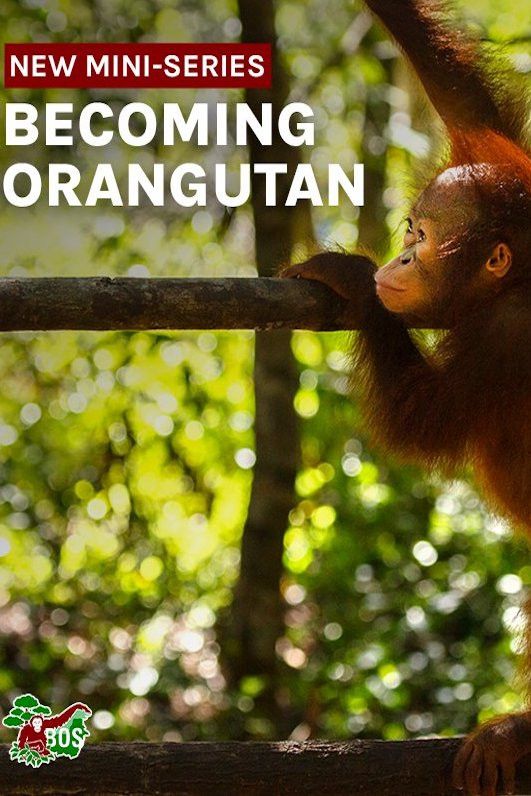 Poster of Becoming Orangutan