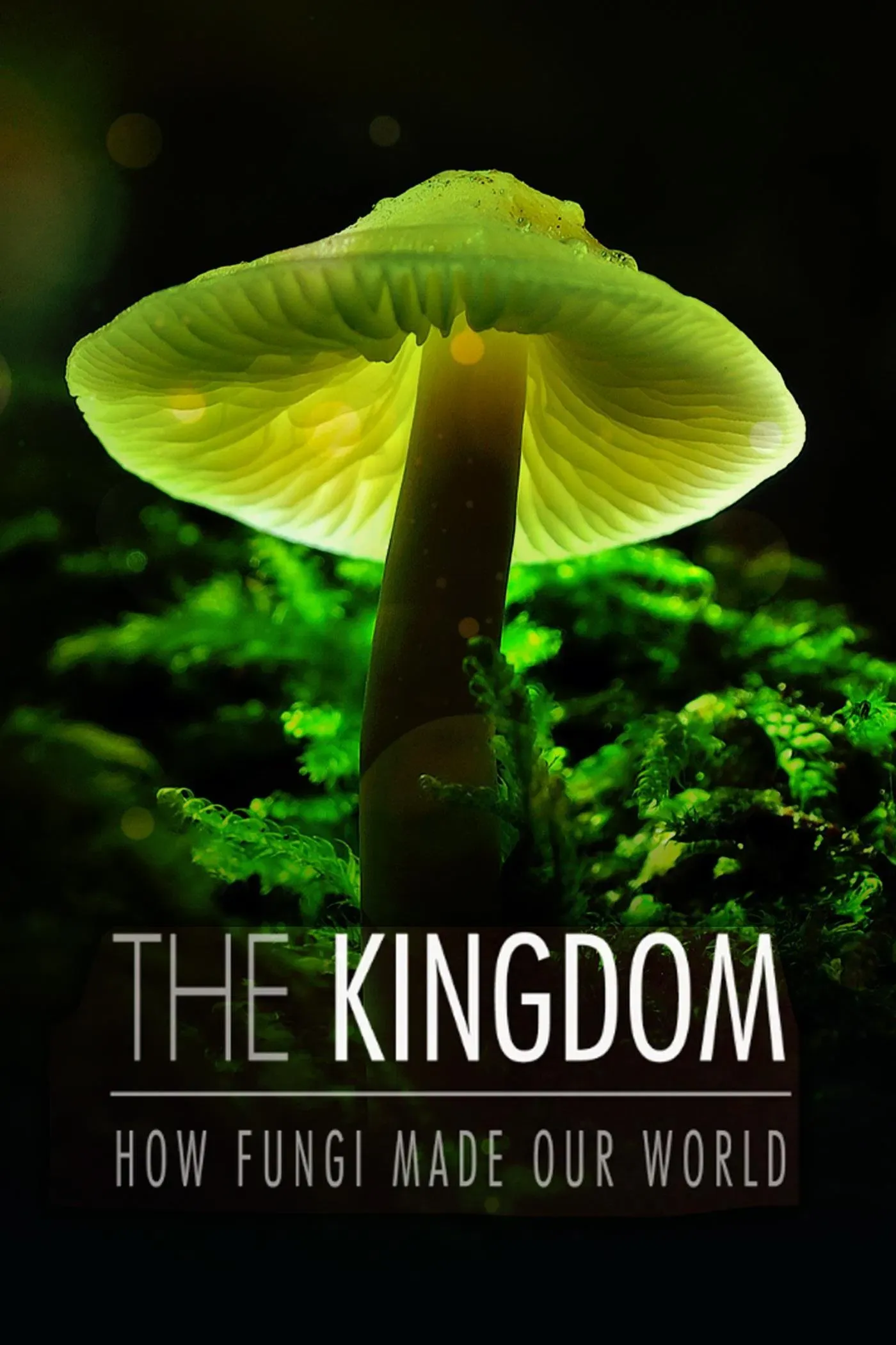 Poster of the movie The Kingdom: How Fungi Made Our World