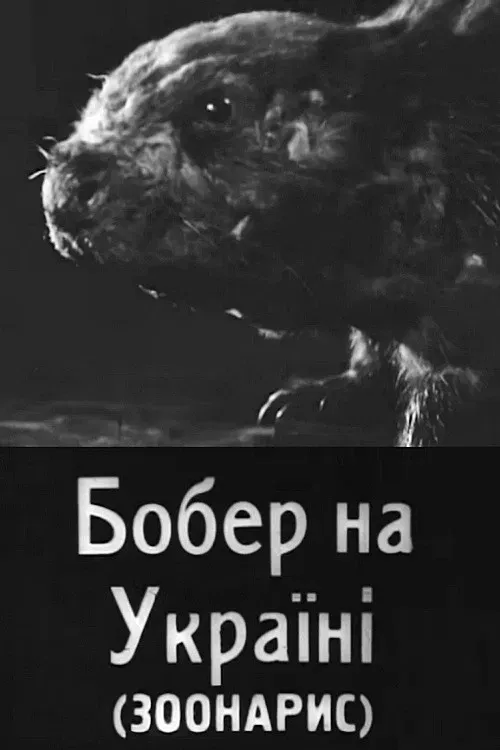 Poster of the movie Beavers in Ukraine