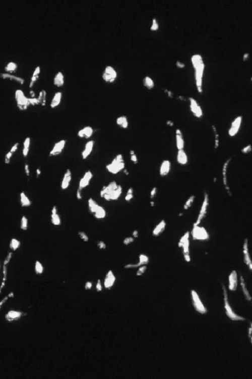 Poster of the movie Test B