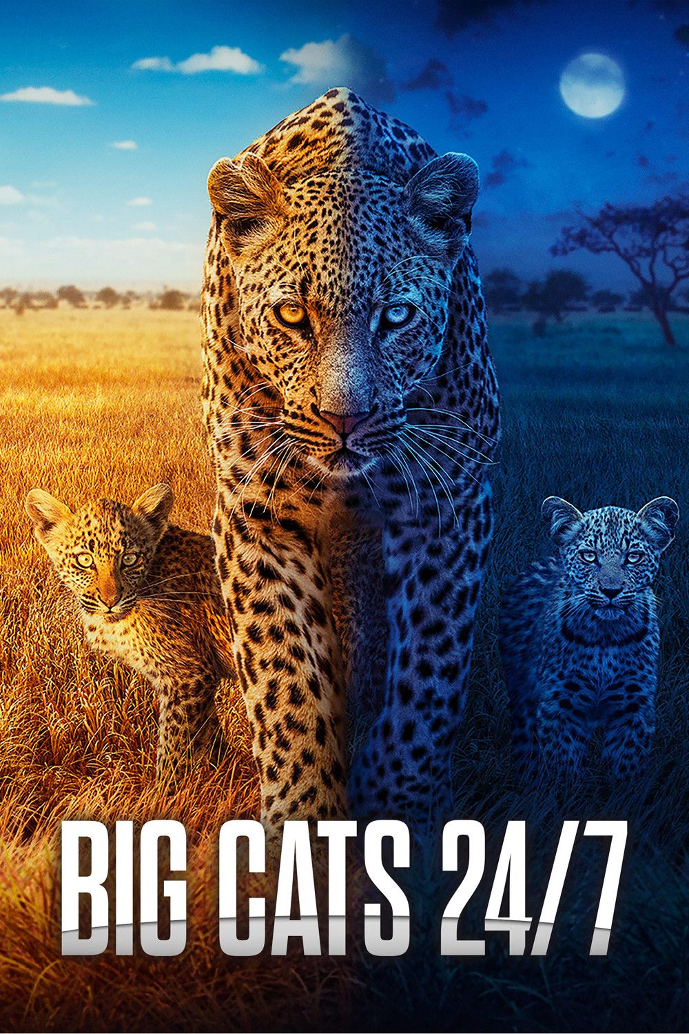 Poster of Big Cats 24/7