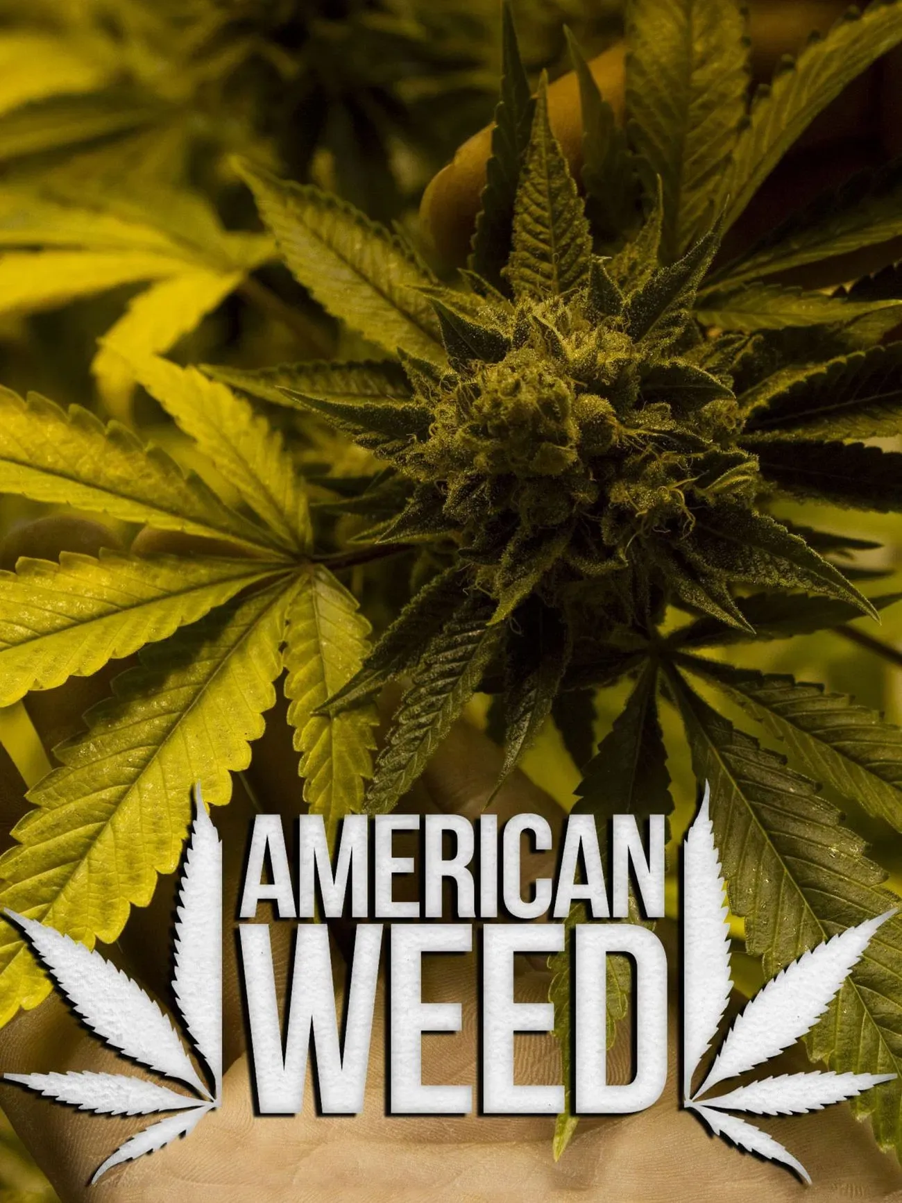 Poster of American Weed