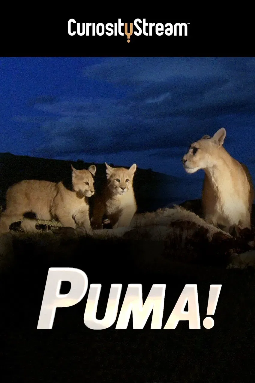 Poster of the movie Puma!