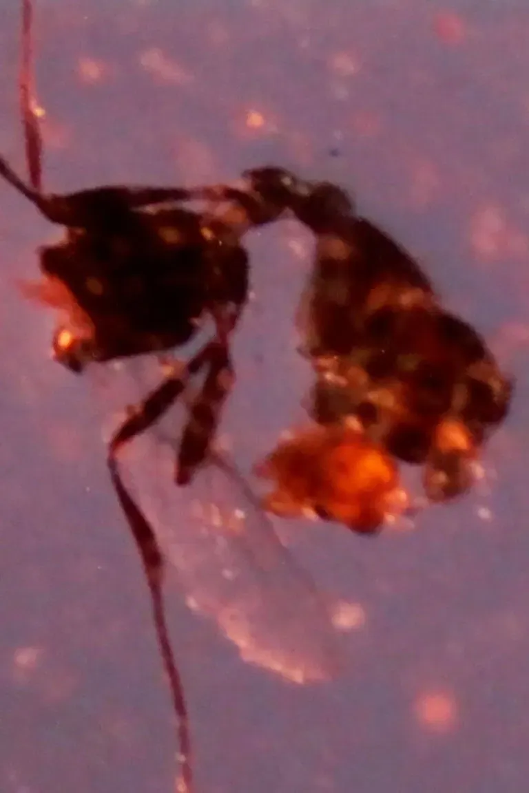 Poster of the movie Plant (879 pages, 33 days)