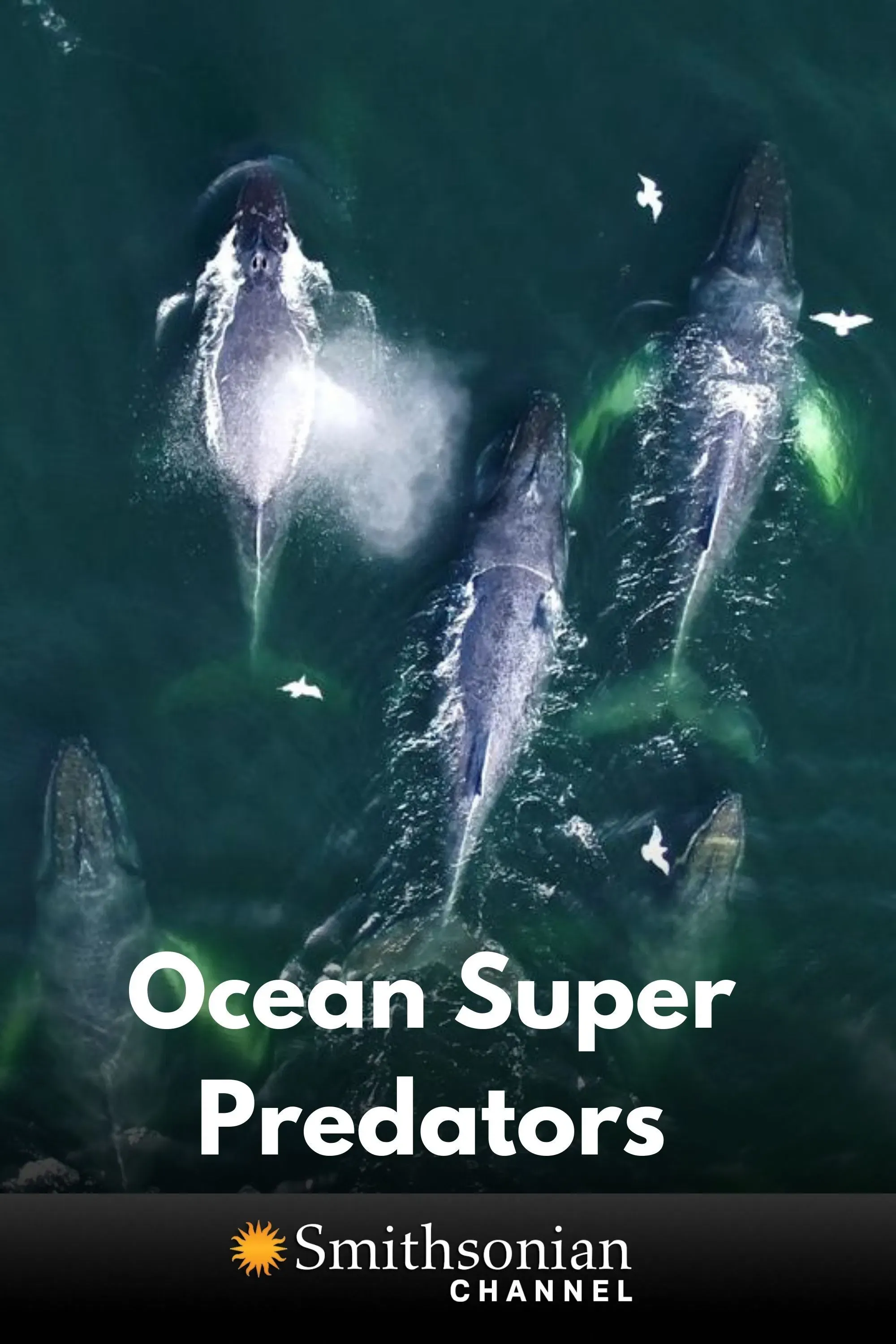 Poster of the movie Ocean Super Predators