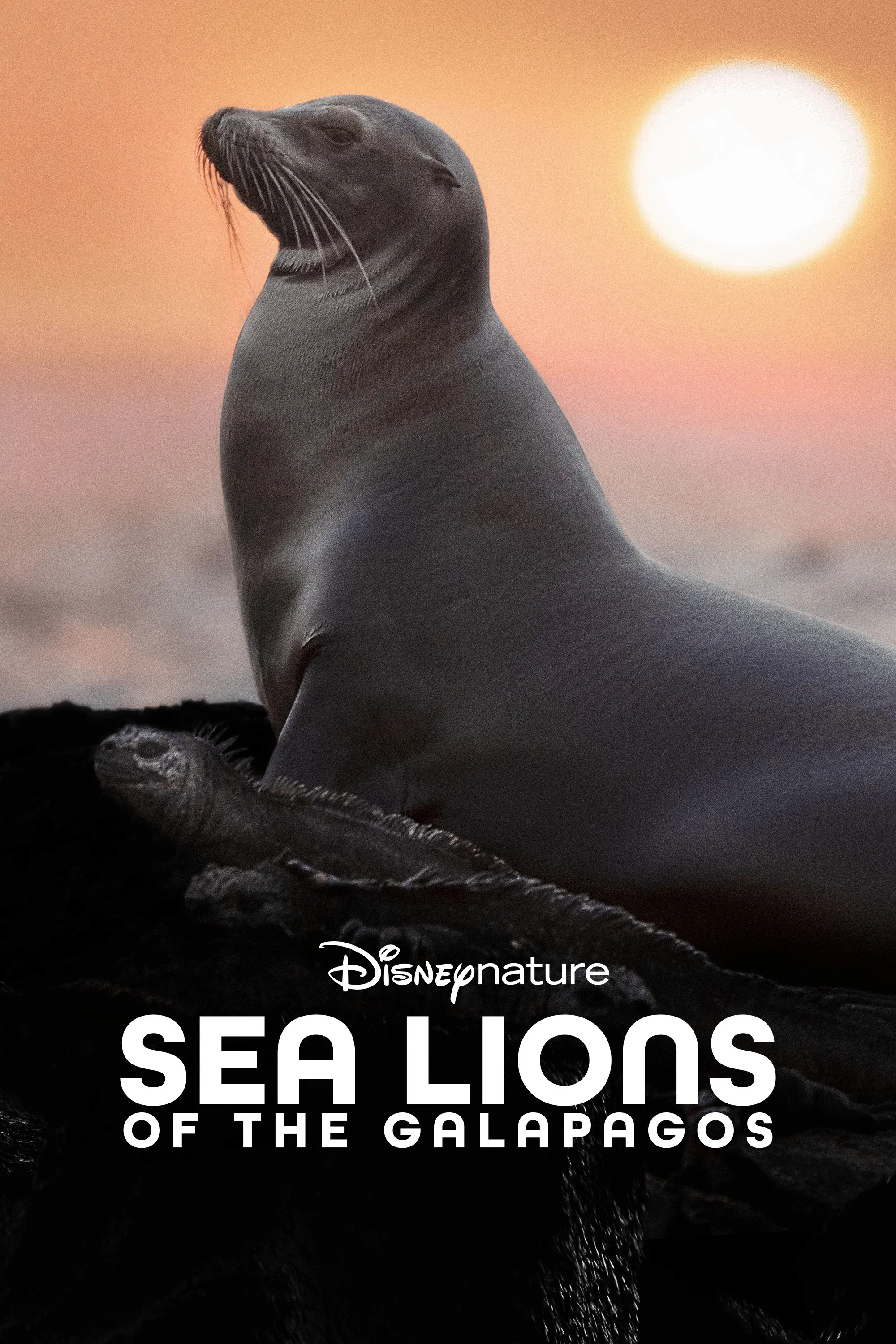 Poster for Sea Lions of the Galapagos