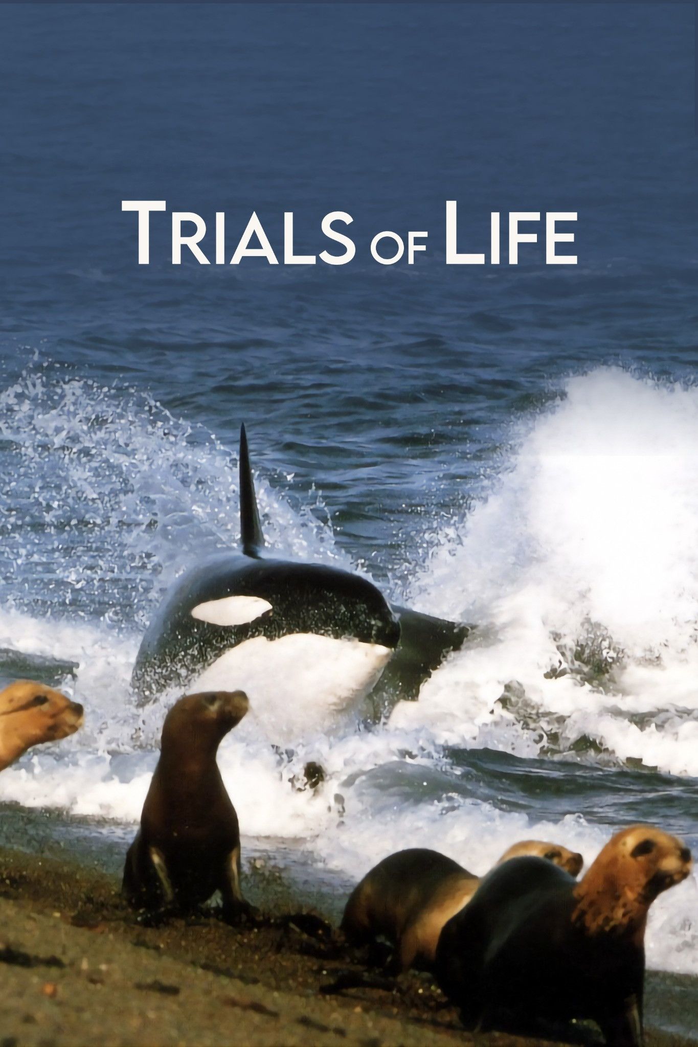 Poster of Trials of Life