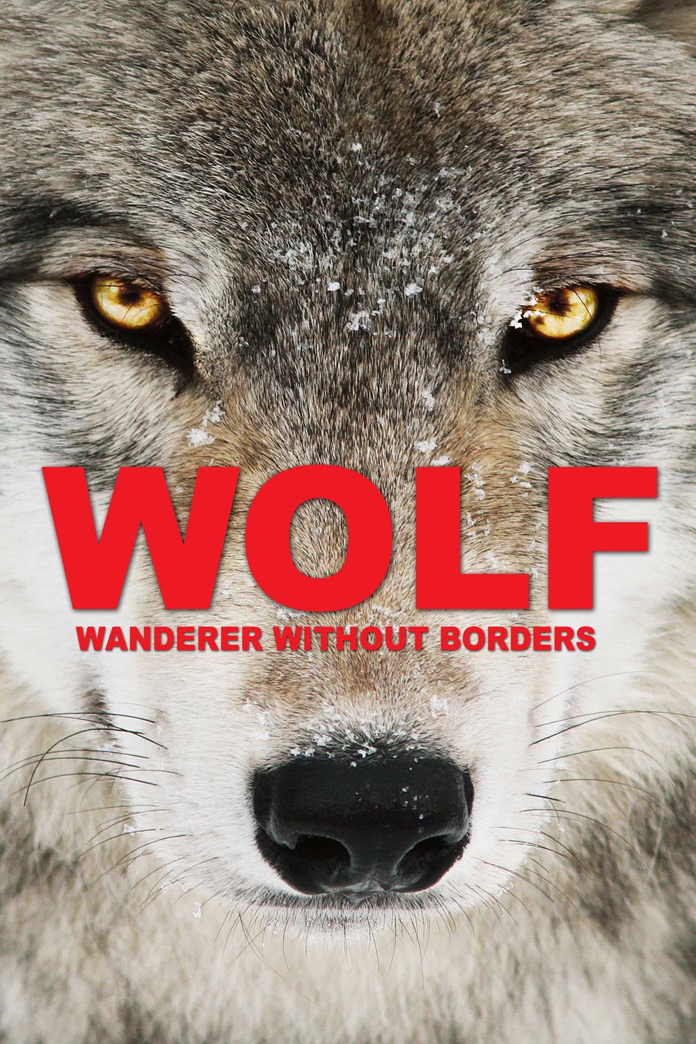 Poster of the movie Wolf: Wanderer Without Borders
