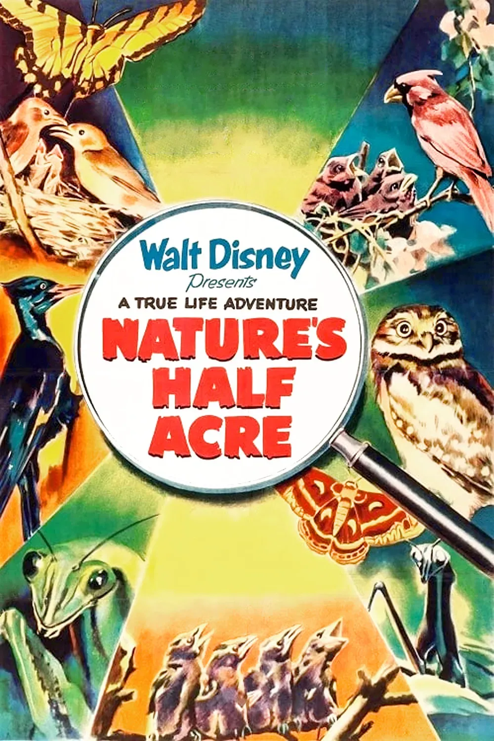 Poster of the movie Nature's Half Acre