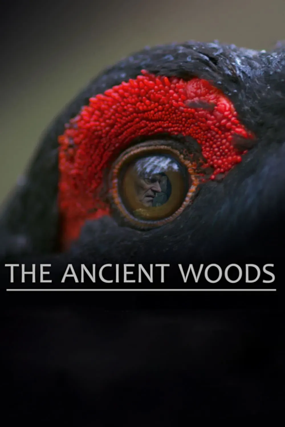 Poster of the movie The Ancient Woods