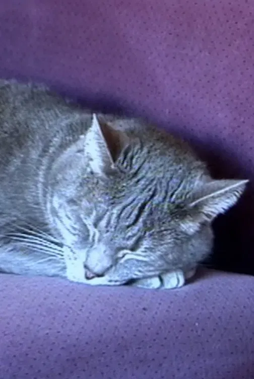 Poster of the movie Nine Lives (The Eternal Moment of Now)