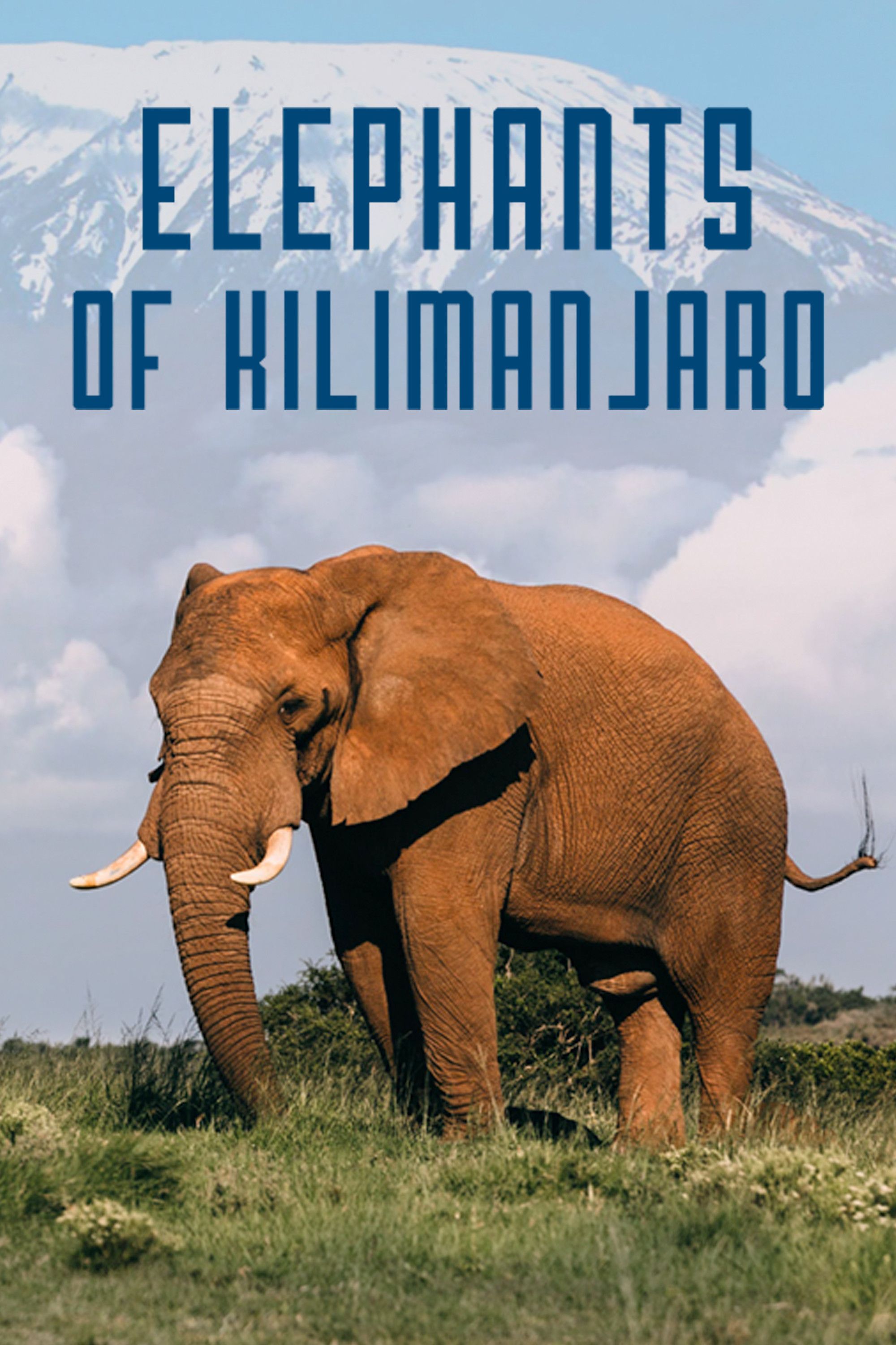 Poster of the movie Elephants of Kilimanjaro