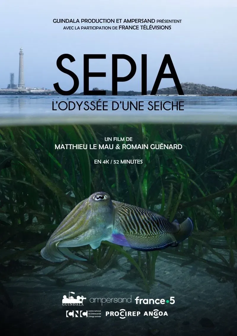 Poster of the movie Sépia, l'odyssée d'une seiche