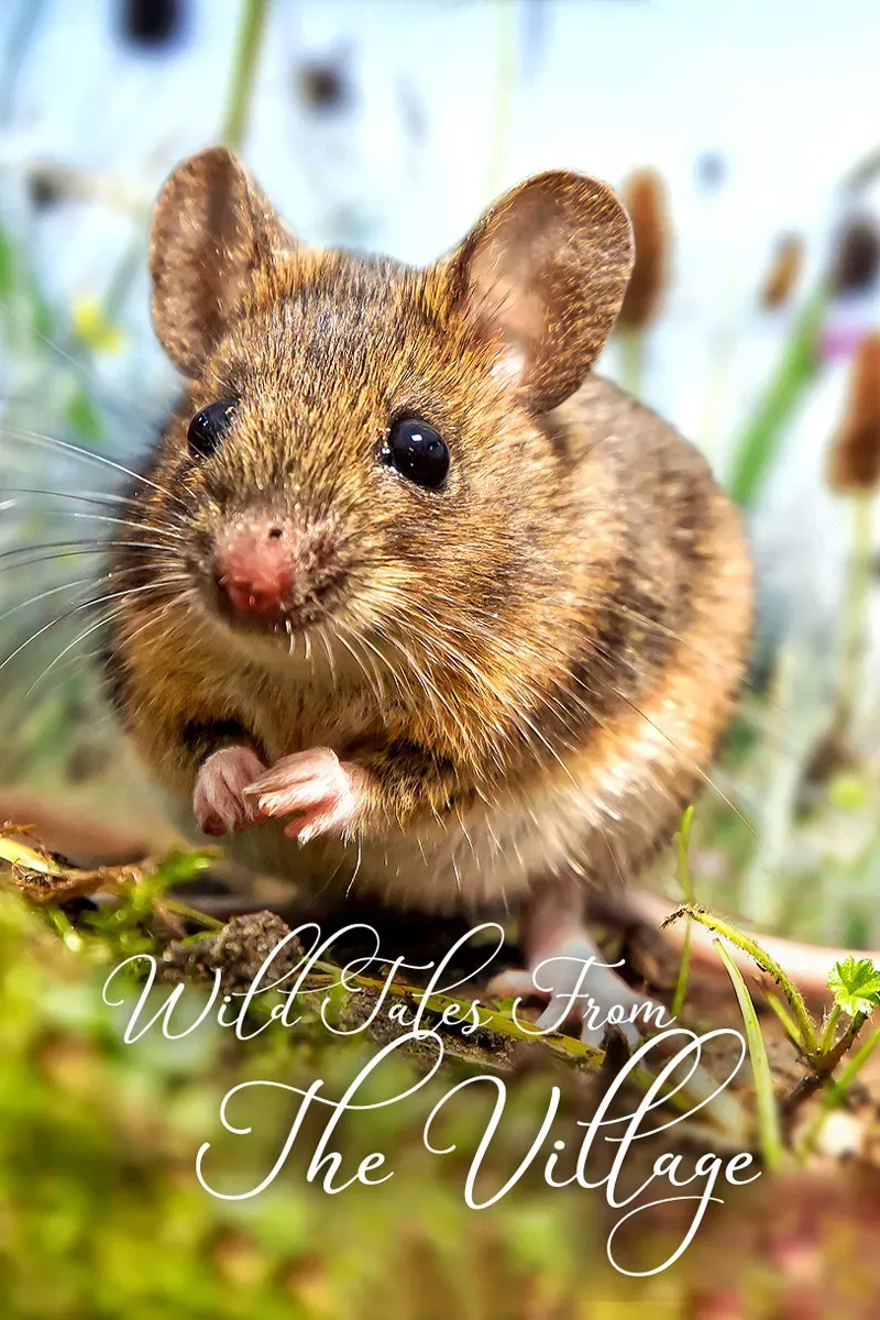 Poster of the movie Wild Tales From The Village