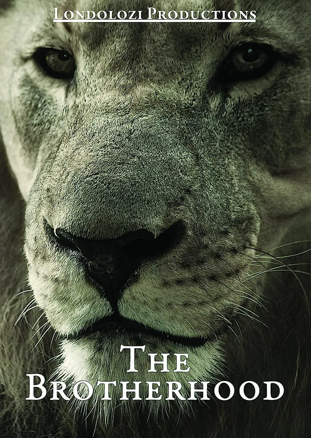 Poster for The Brotherhood