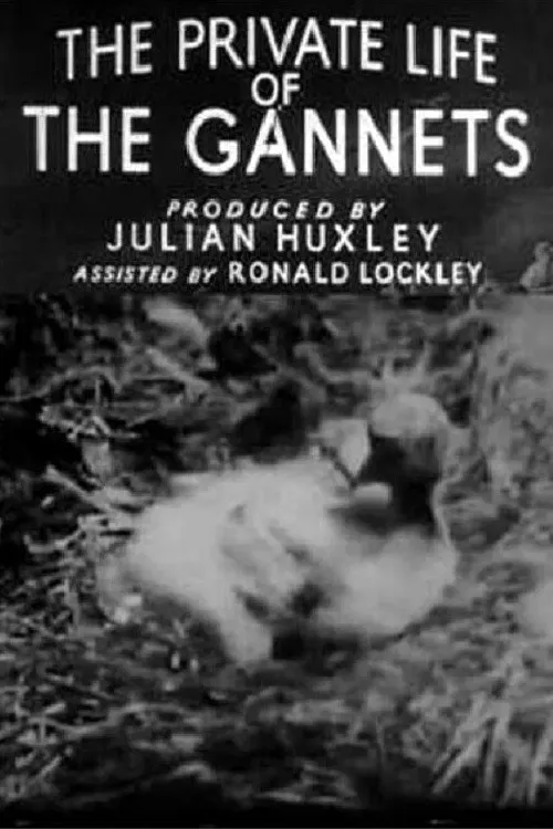 Poster of the movie The Private Life of the Gannets