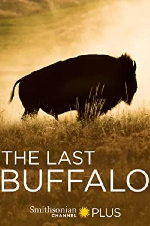 Poster of the movie The Last Buffalo