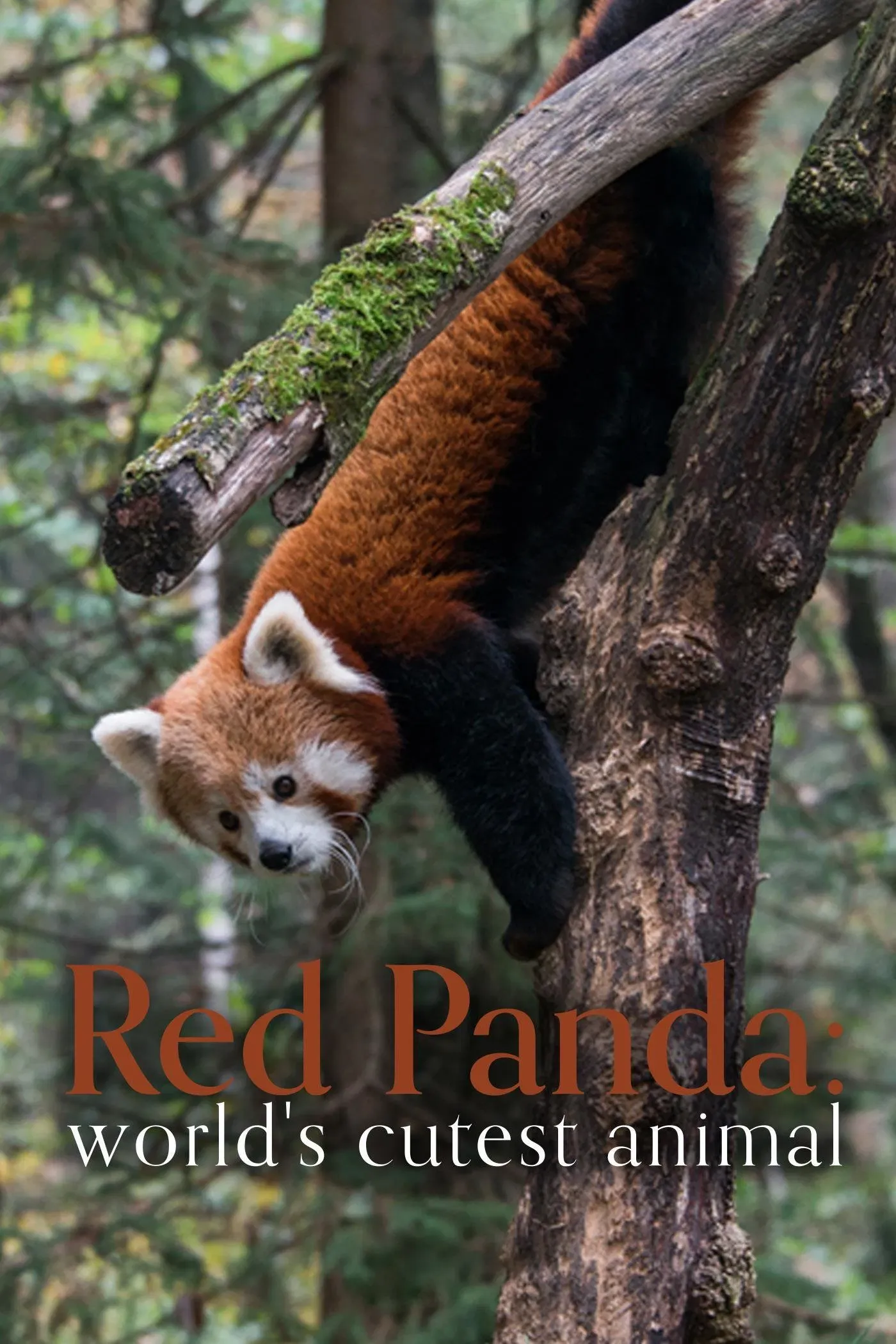 Poster of the movie Red Panda: World's Cutest Animal