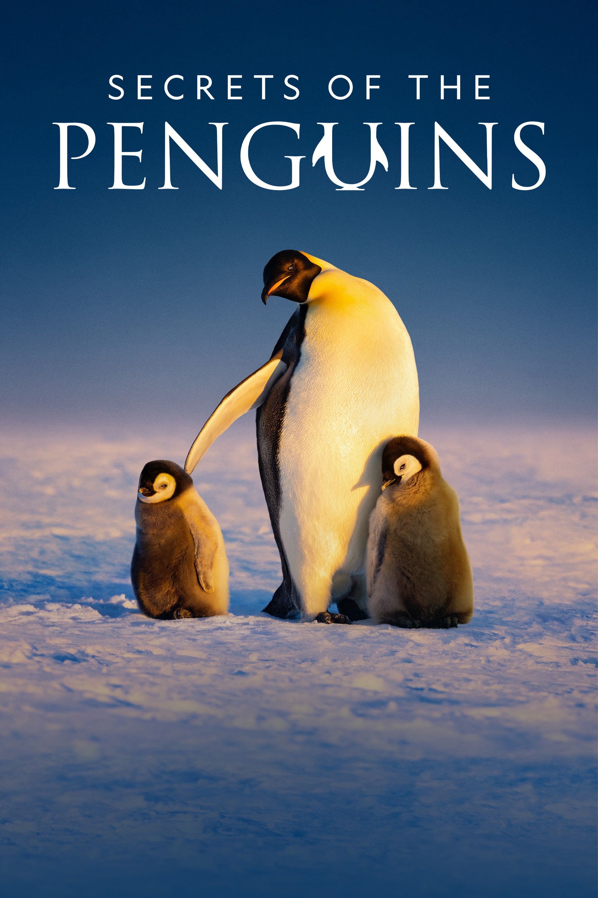 Poster of Secrets of the Penguins