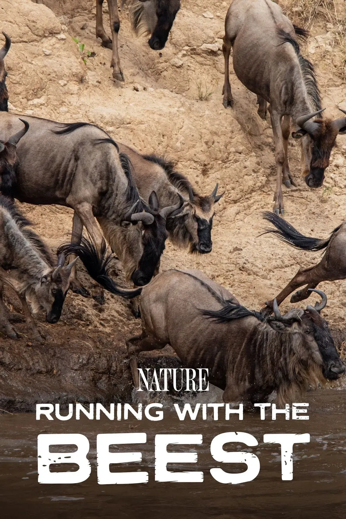 Poster of the movie Running With The Beest