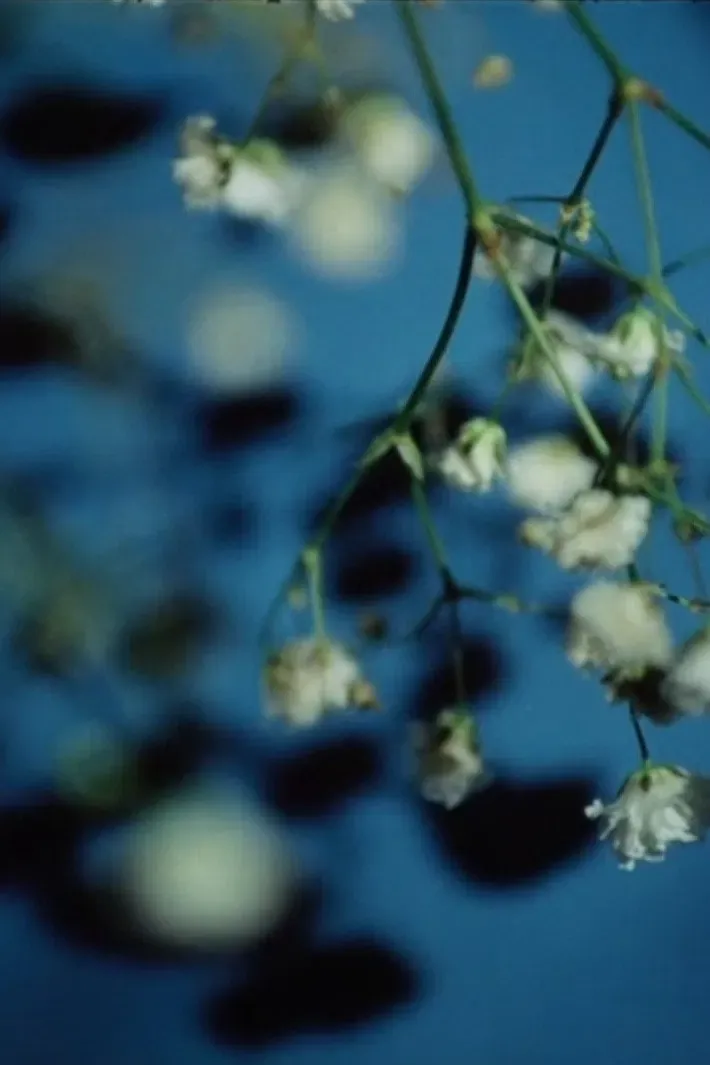 Poster of the movie Transcript