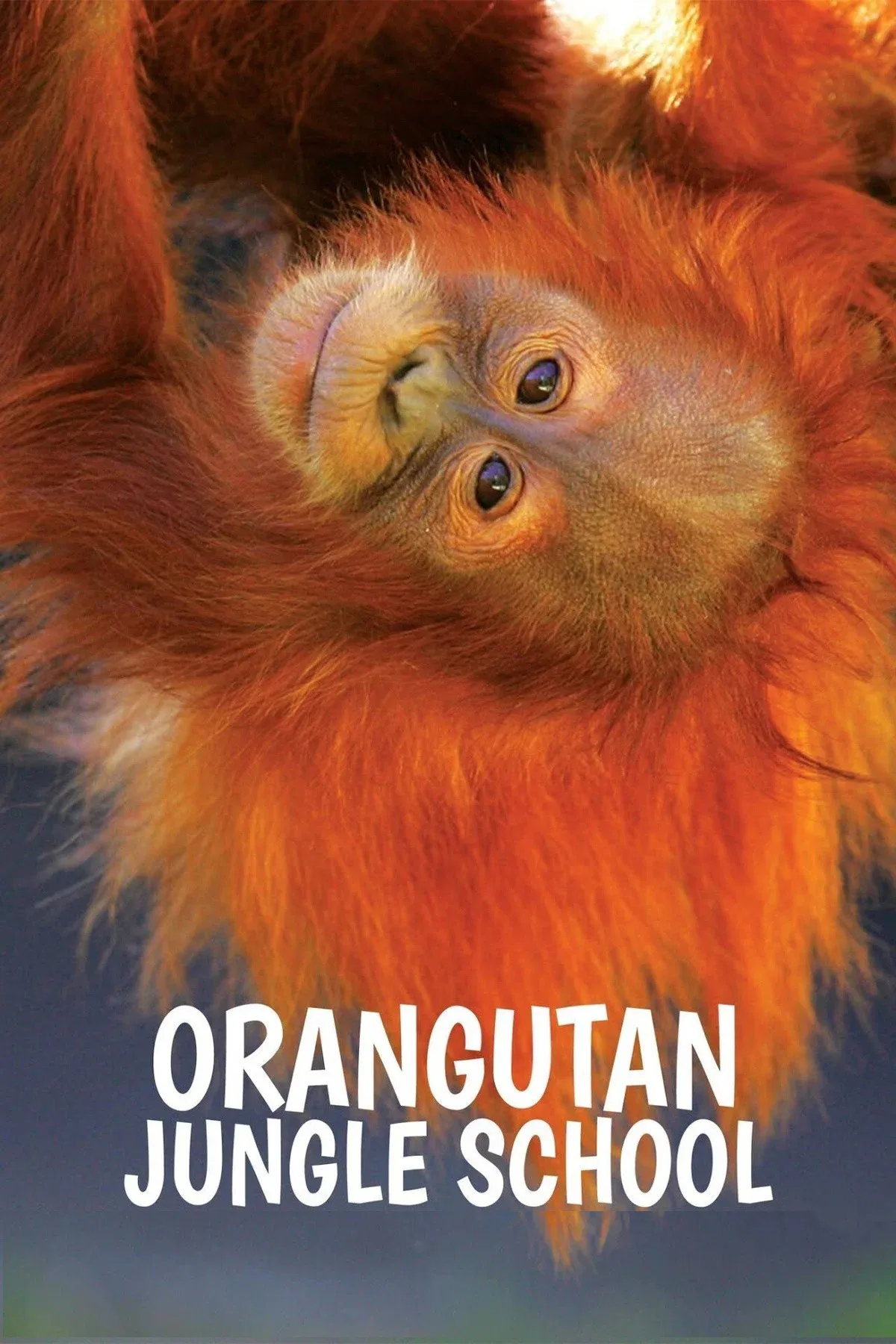 Poster of Orangutan Jungle School