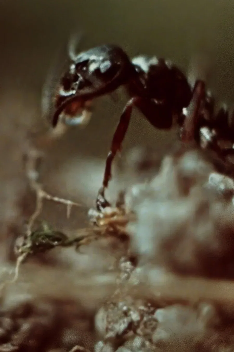Poster for Ant Trails