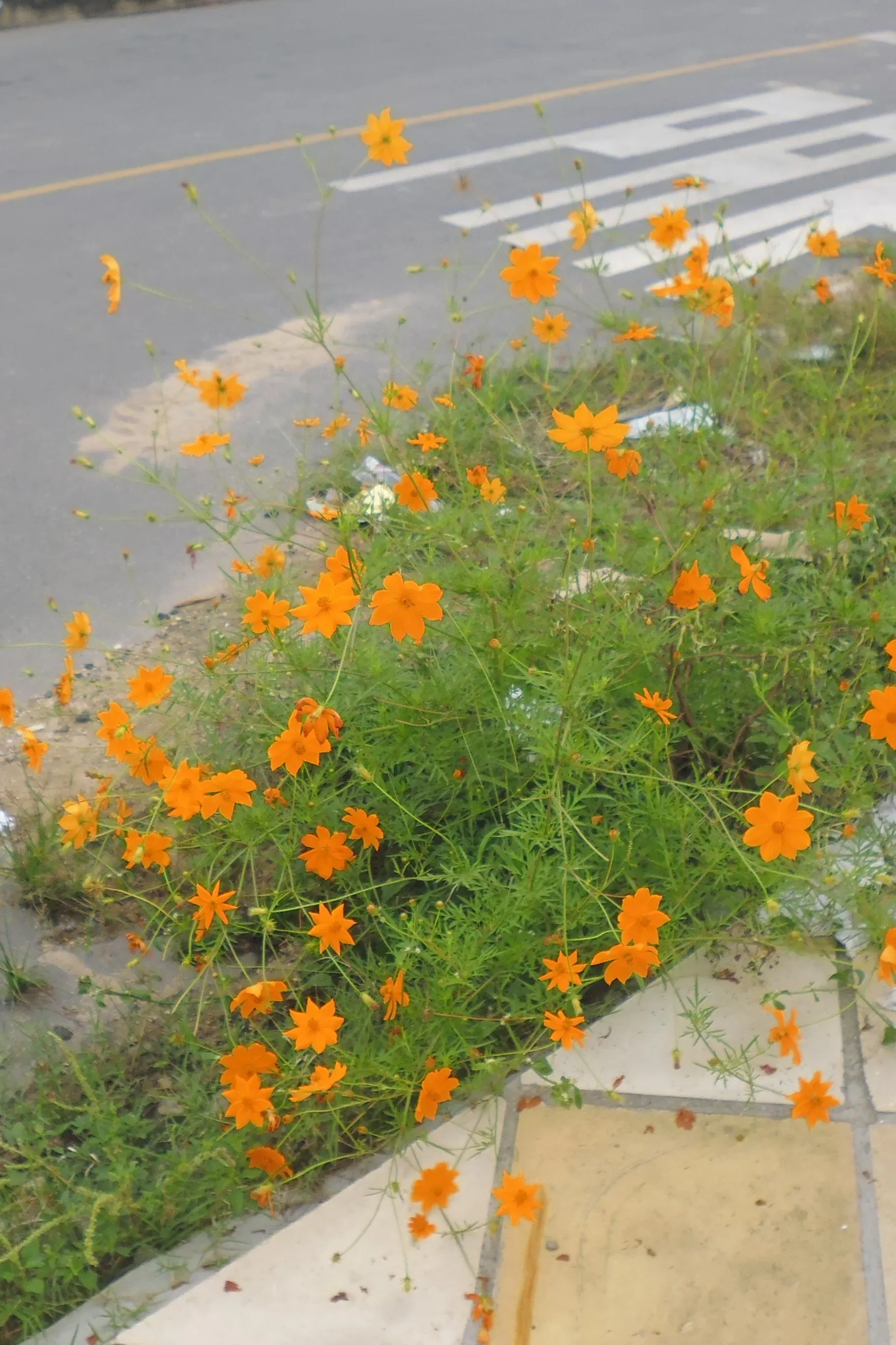 Poster of the movie Memory